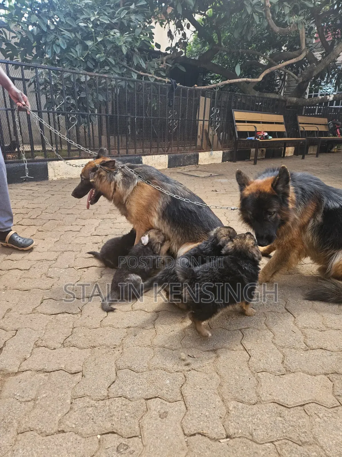 1-3 months Female Purebred German Shepherd