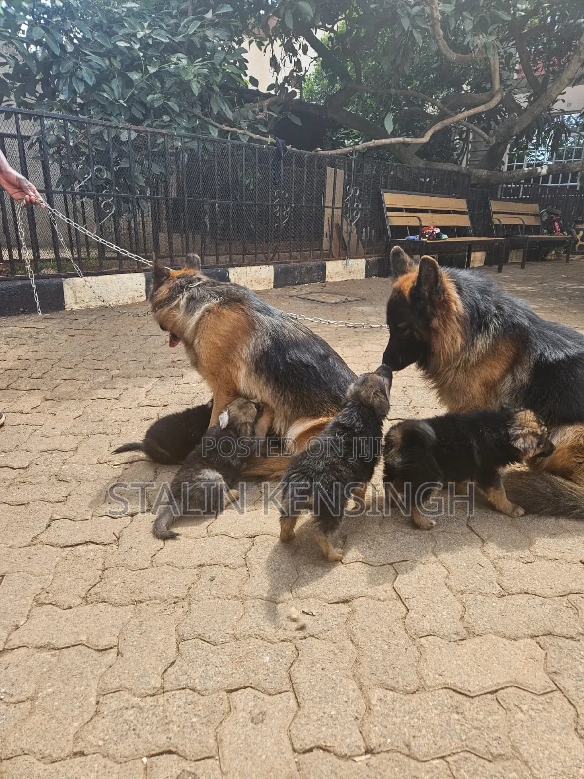 1-3 months Female Purebred German Shepherd