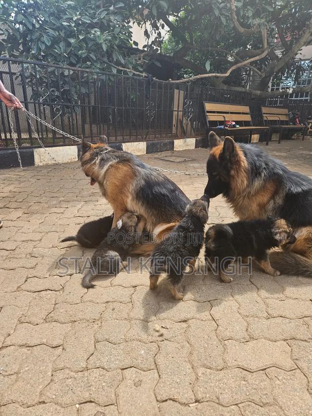 1-3 months Female Purebred German Shepherd - thumbnail 4