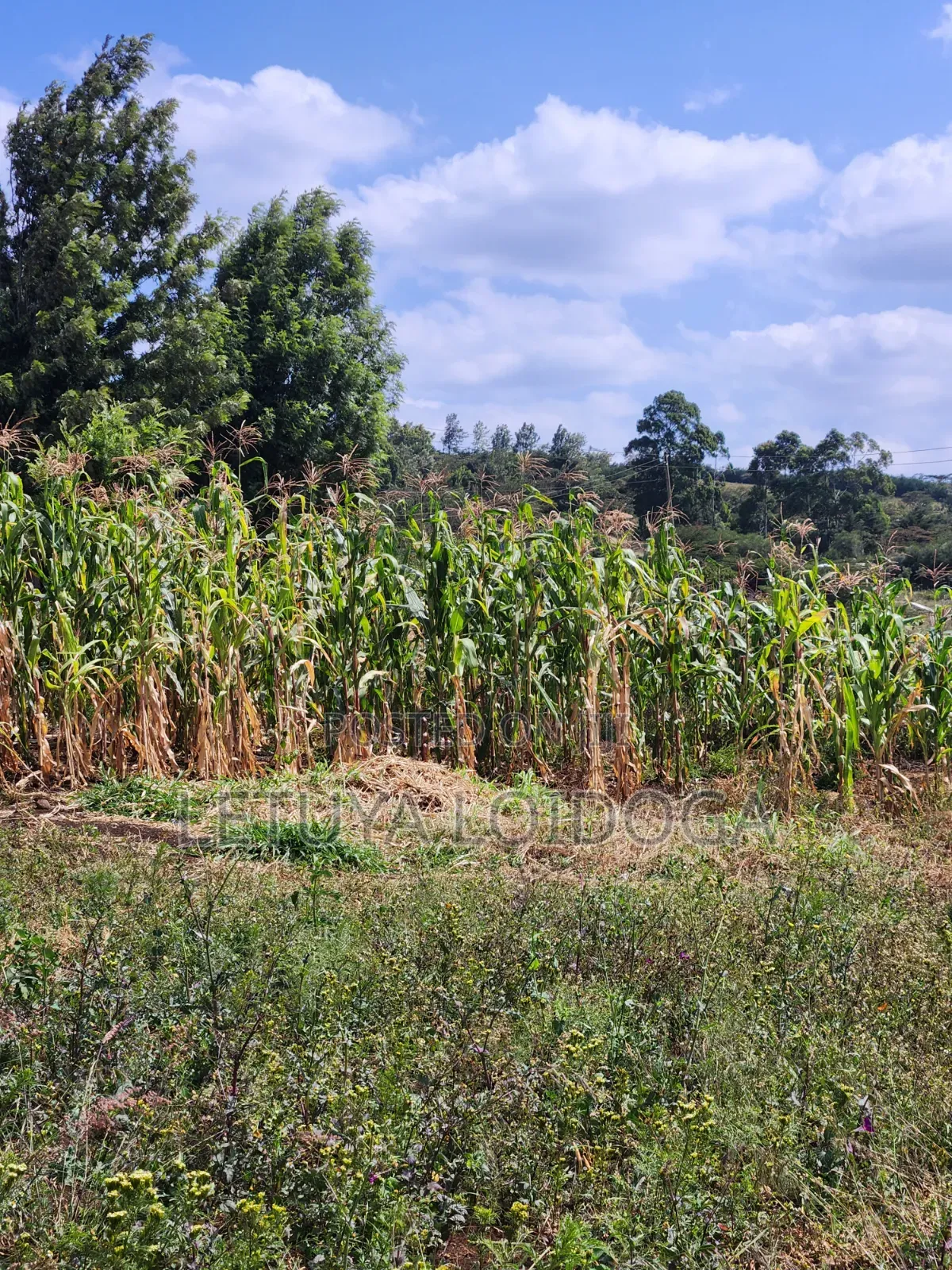 1⁄8 Acre Ngong-Kibiko(Milimani Road)