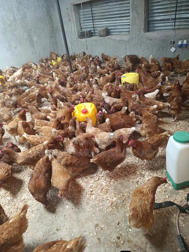 Poultry Products - thumbnail 2
