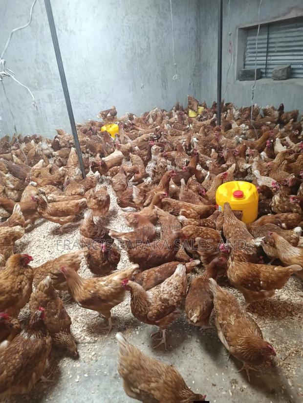 Poultry Products - thumbnail 3