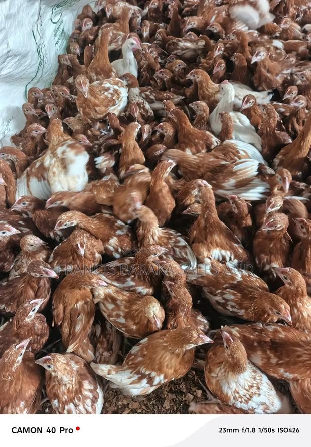 Poultry Products - thumbnail 5