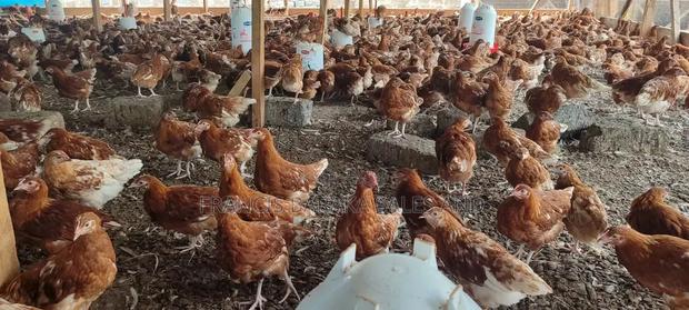 Poultry Products - thumbnail 6