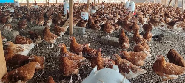 Poultry Products - thumbnail 7
