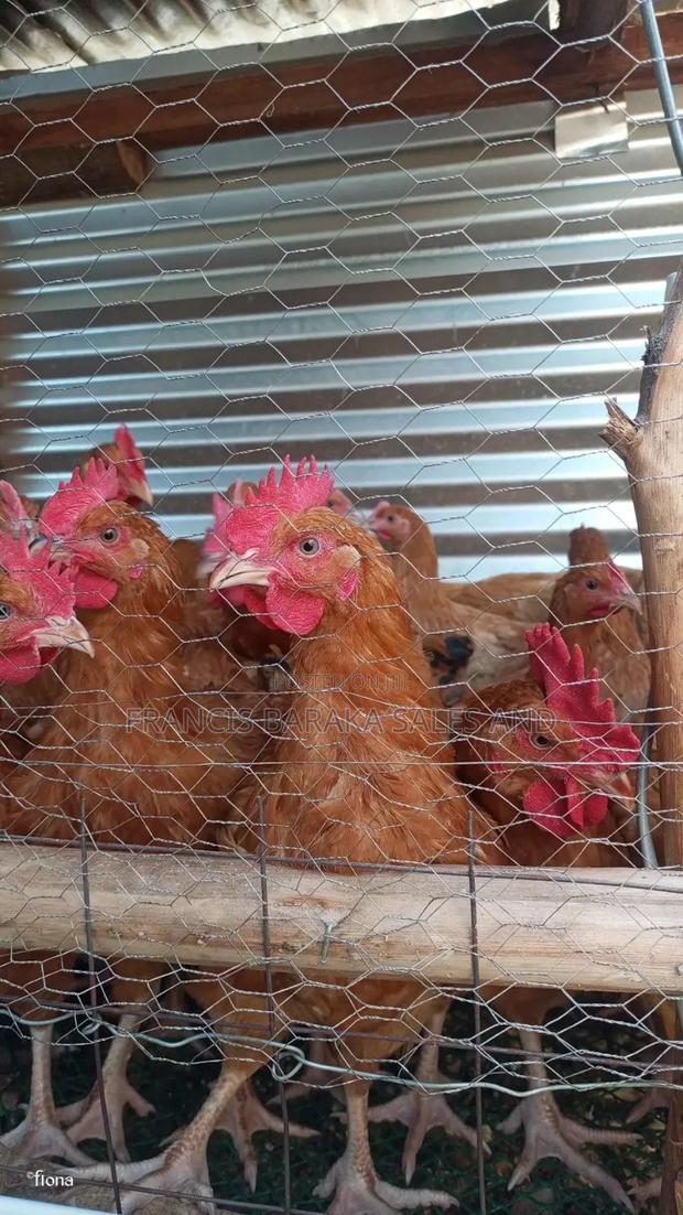 Poultry Products - thumbnail 9