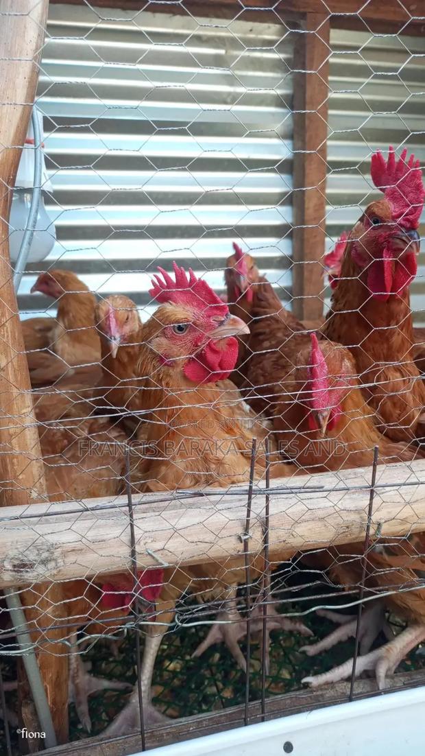 Poultry Products - thumbnail 10