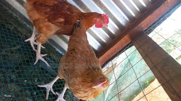 Poultry Products - thumbnail 11