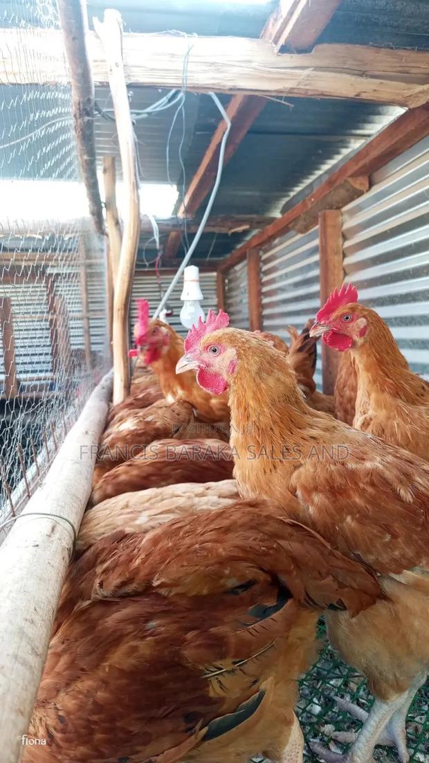 Poultry Products - thumbnail 12