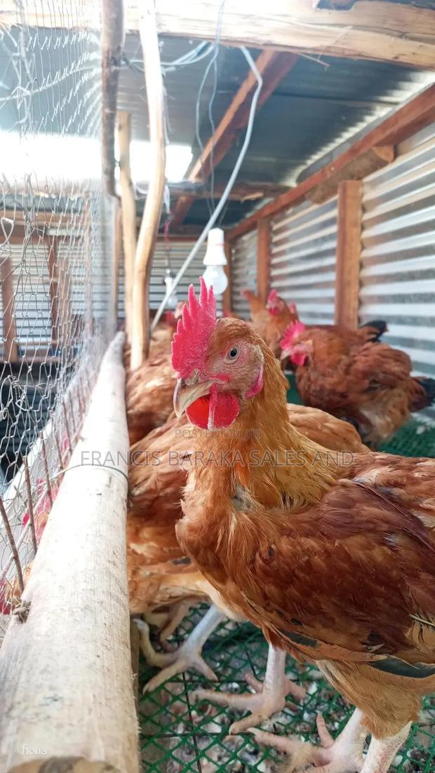Poultry Products - thumbnail 13