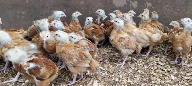 Poultry Products - thumbnail 14