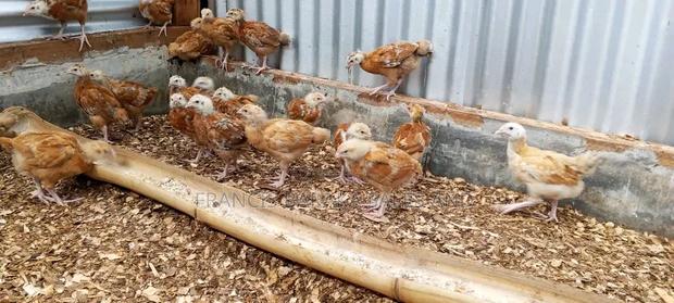 Poultry Products - thumbnail 15