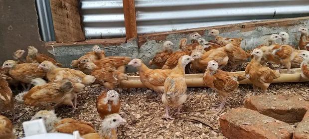 Poultry Products - thumbnail 16