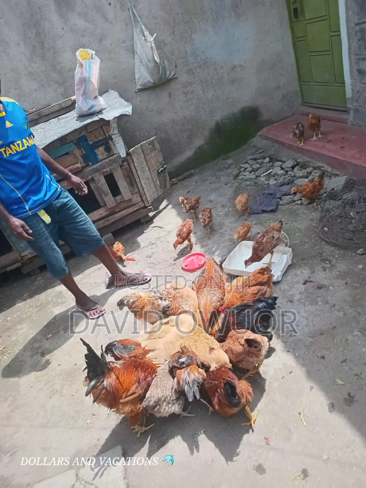 Chicken Farmer