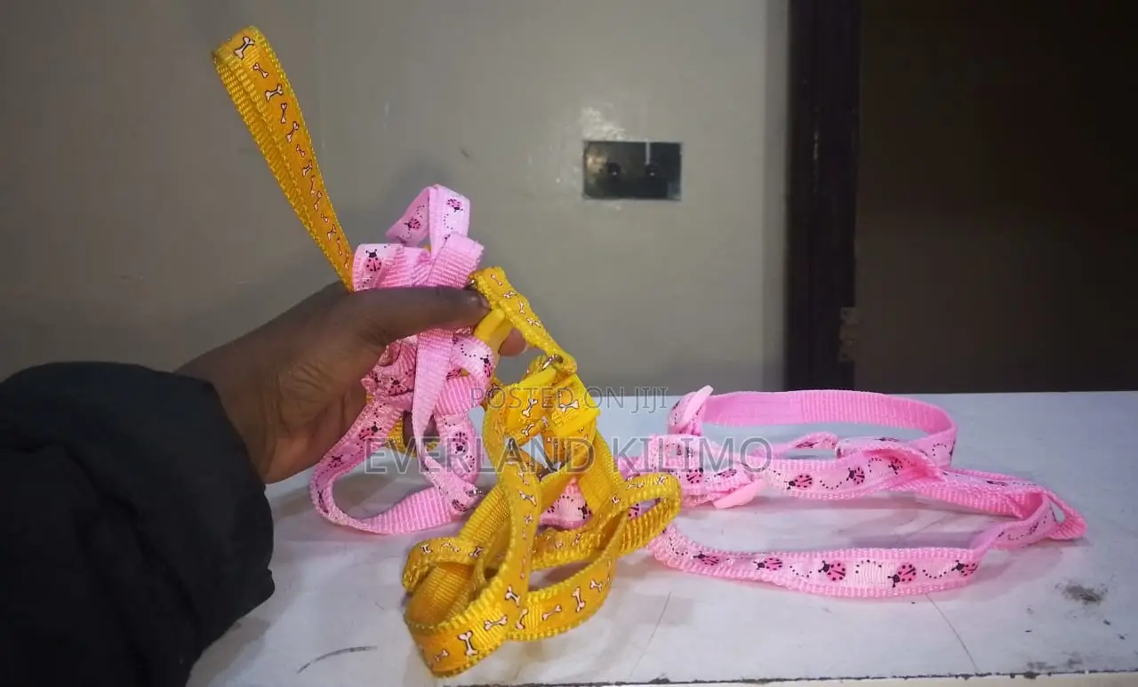 Small, Patterned Pet Harnesse and Leash