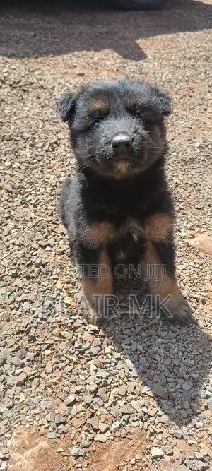 1-3 months Female Purebred German Shepherd