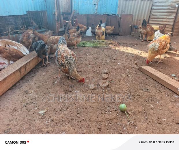 Kienyeji Chicken for Meat