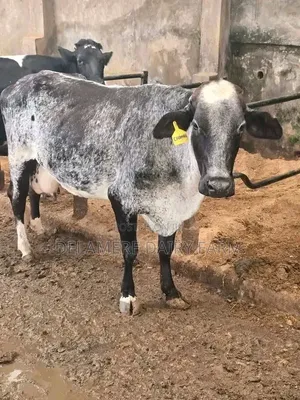 Girolando Heifer