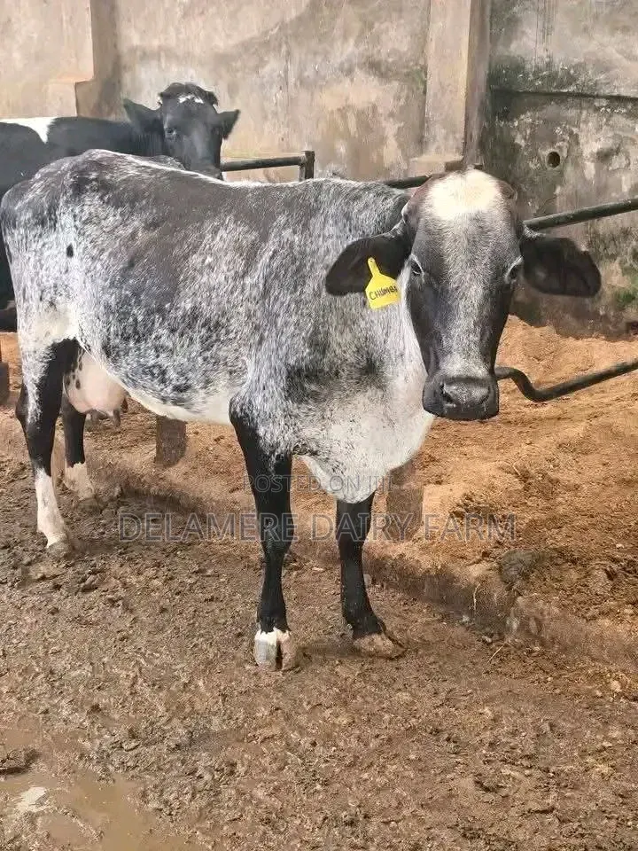 Girolando Heifer