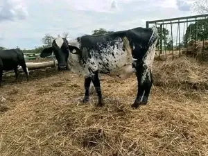 Girolando Heifer