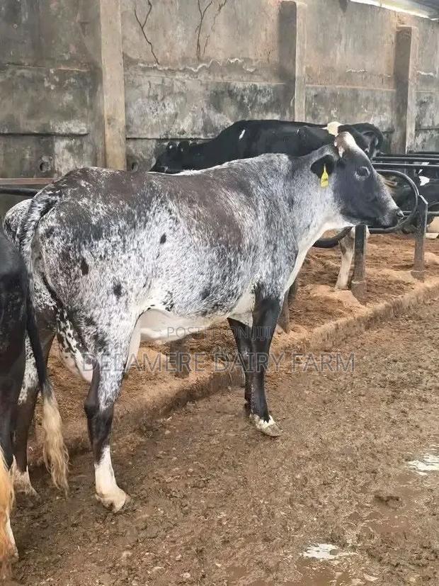 Girolando Heifer - thumbnail 3