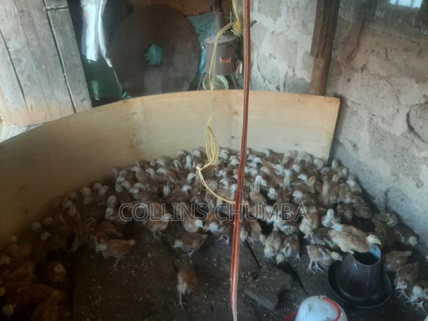 Improved Kienyeji Chicks 1 Month Old Vaccinated