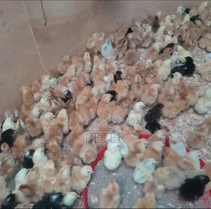 Chick's Farming