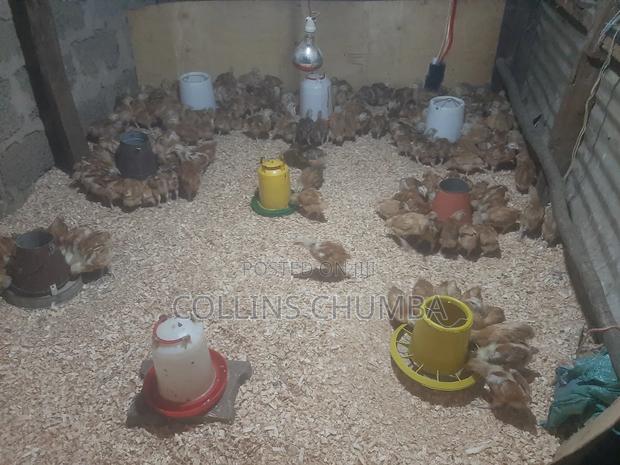 Improved Kienyeji Chicks 1 Month Old Vaccinated - thumbnail 2