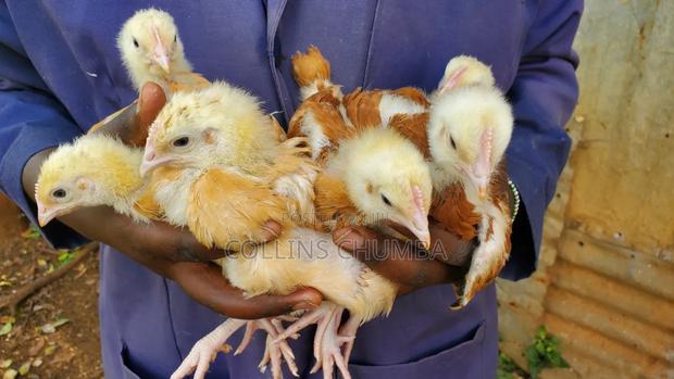 Improved Kienyeji Chicks 1 Month Old Vaccinated - thumbnail 3