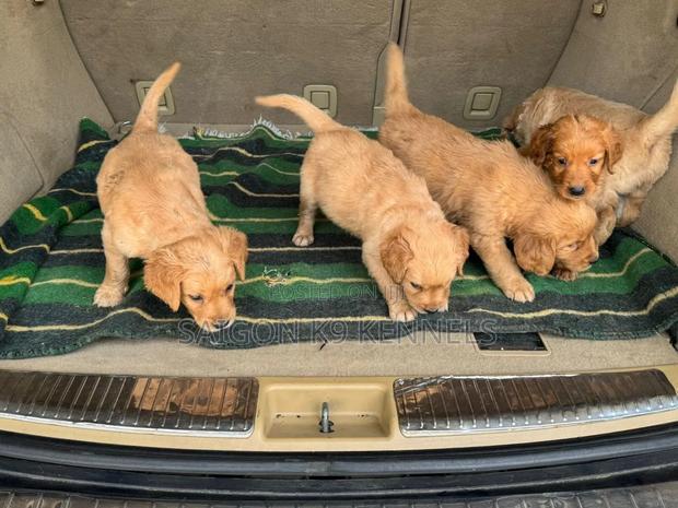 1-3 months Male Purebred Golden Retriever