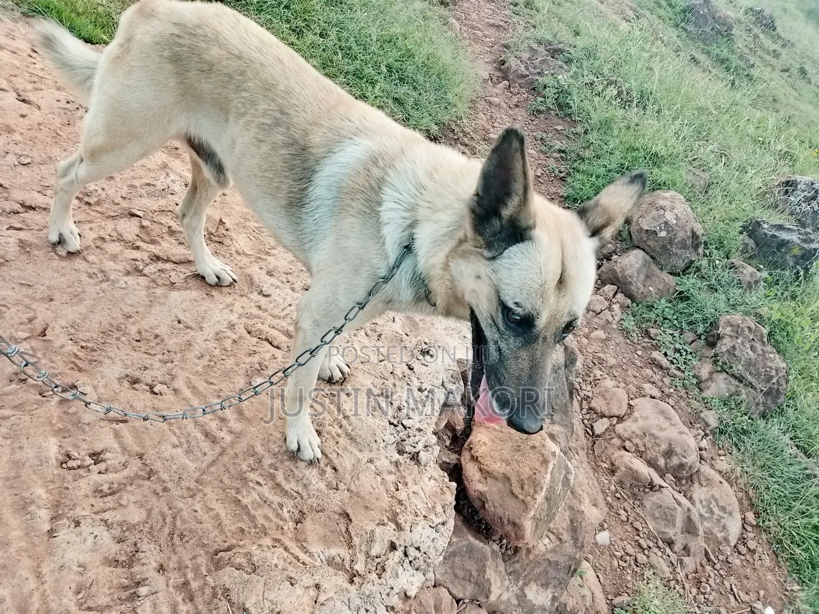 1+ year Male Purebred Belgian Malinois