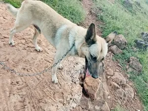 1+ year Male Purebred Belgian Malinois