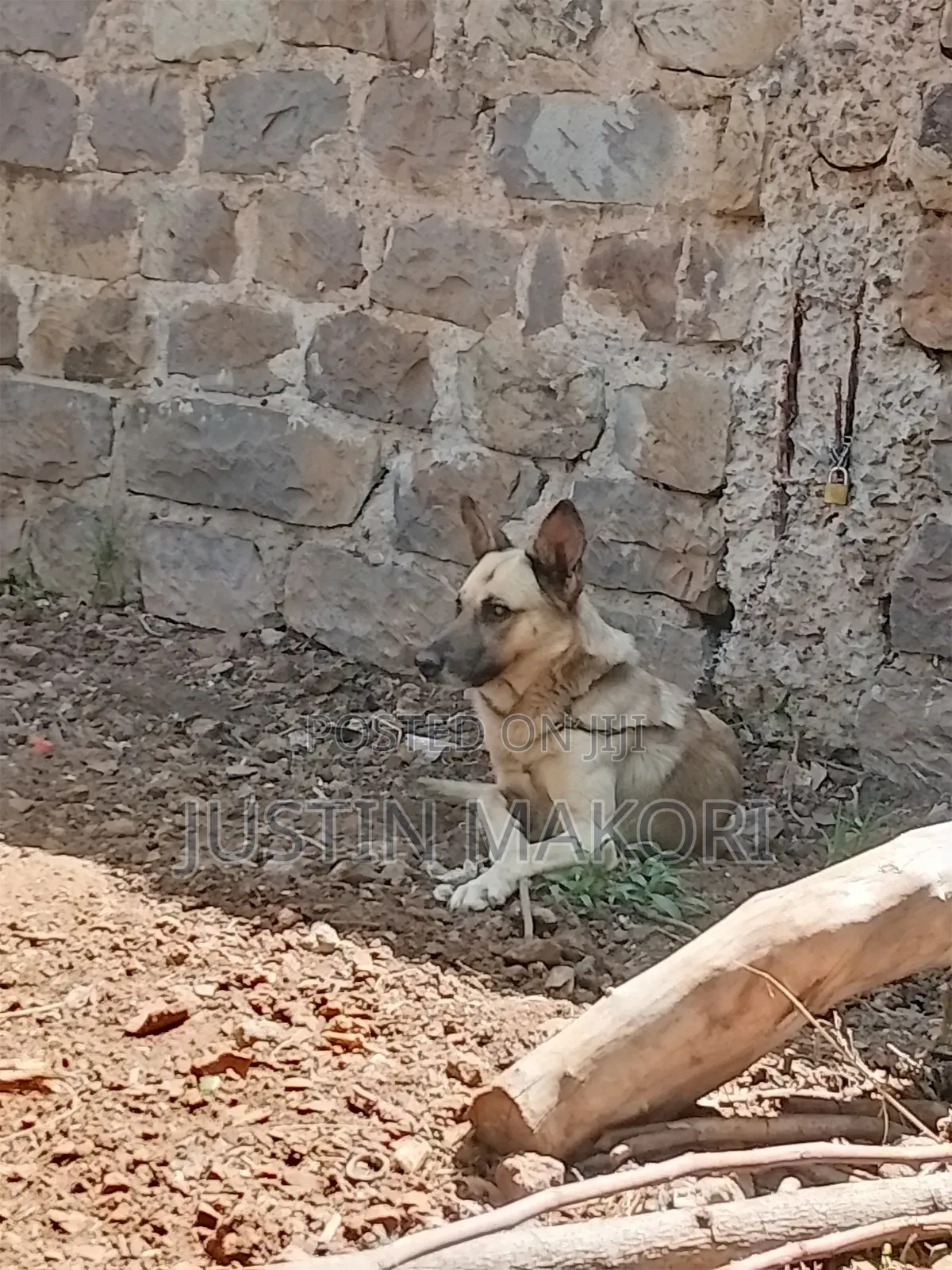 1+ year Male Purebred Belgian Malinois