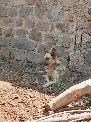 1+ year Male Purebred Belgian Malinois