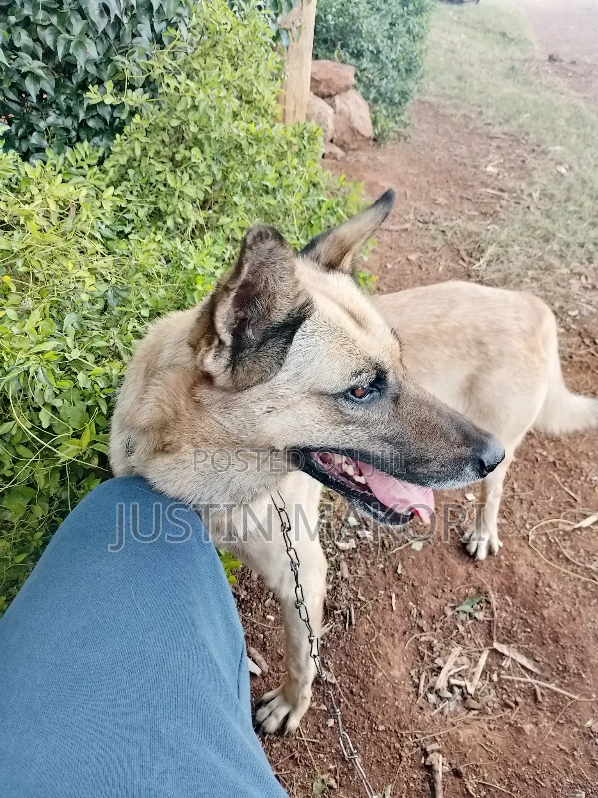 1+ year Male Purebred Belgian Malinois