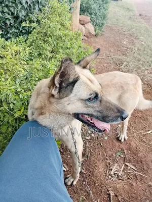 1+ year Male Purebred Belgian Malinois