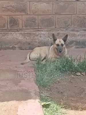 1+ year Male Purebred Belgian Malinois