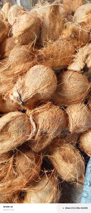 Coconuts Ready for Sell Dm if Interested