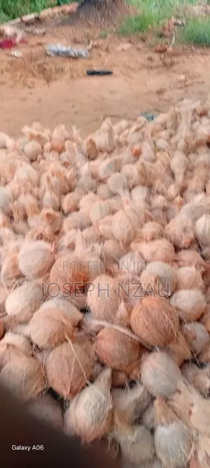 Coconuts Ready for Sell Dm if Interested