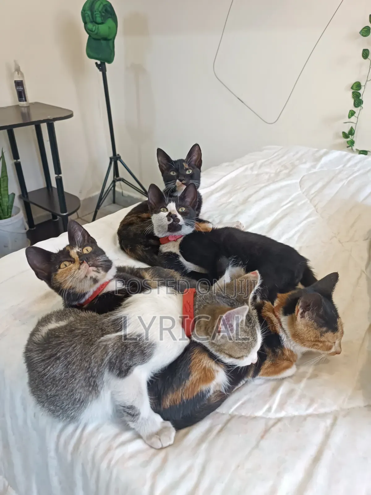 1-3 months Female Mixed Breed Cat