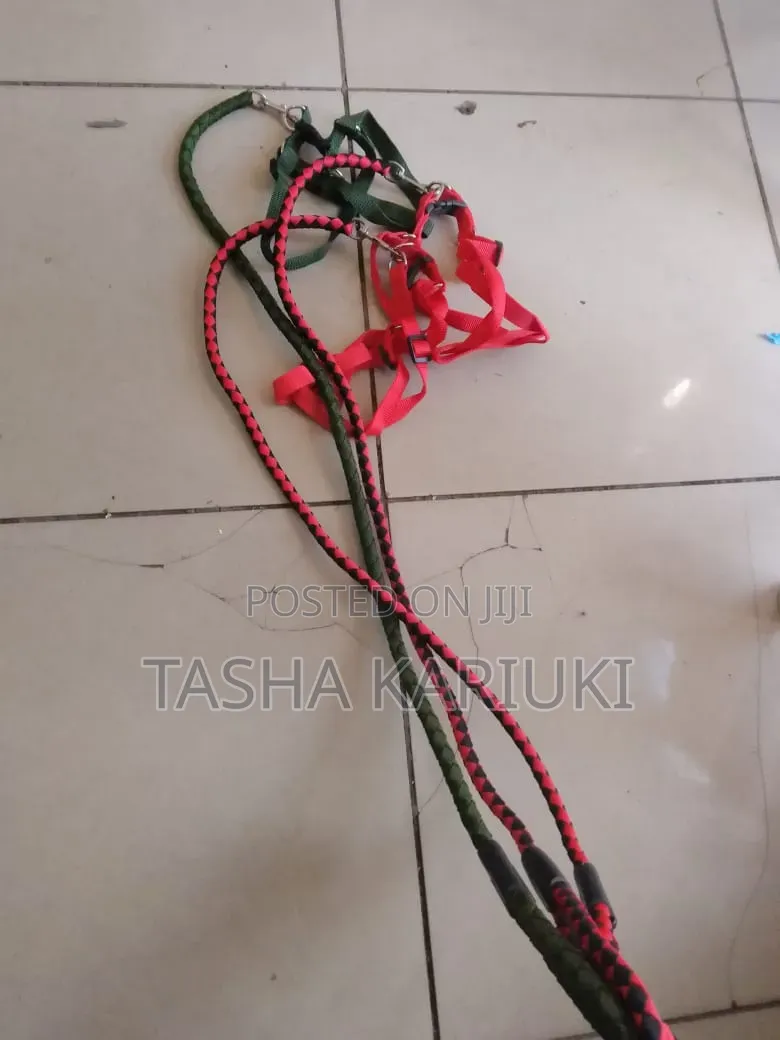 Multicoloured Dog Leash