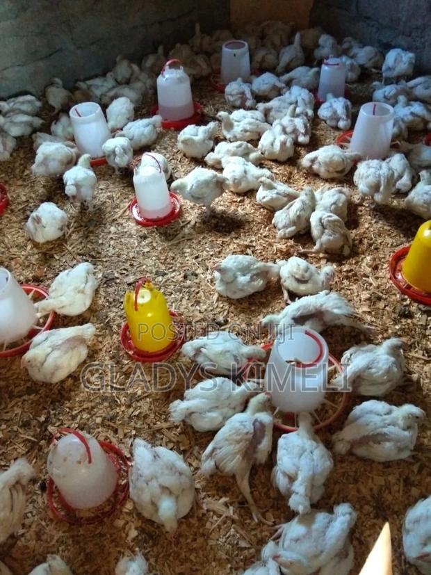 Broiler Chicken - thumbnail 2