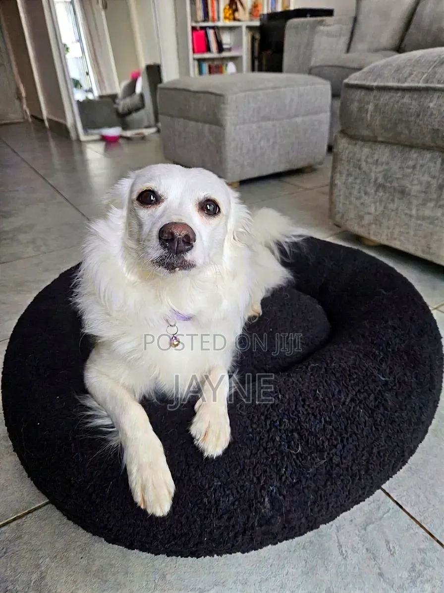 Donut Dog / Cat Bed