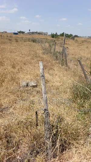 50by 100 at Malaa