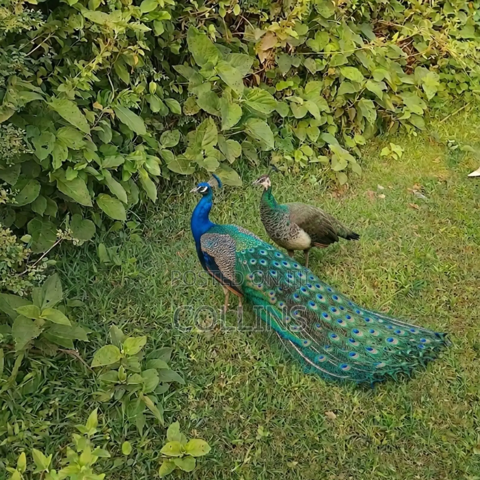 Peacock Breeding Pairs Available for Sale. Worthwhile Investment.