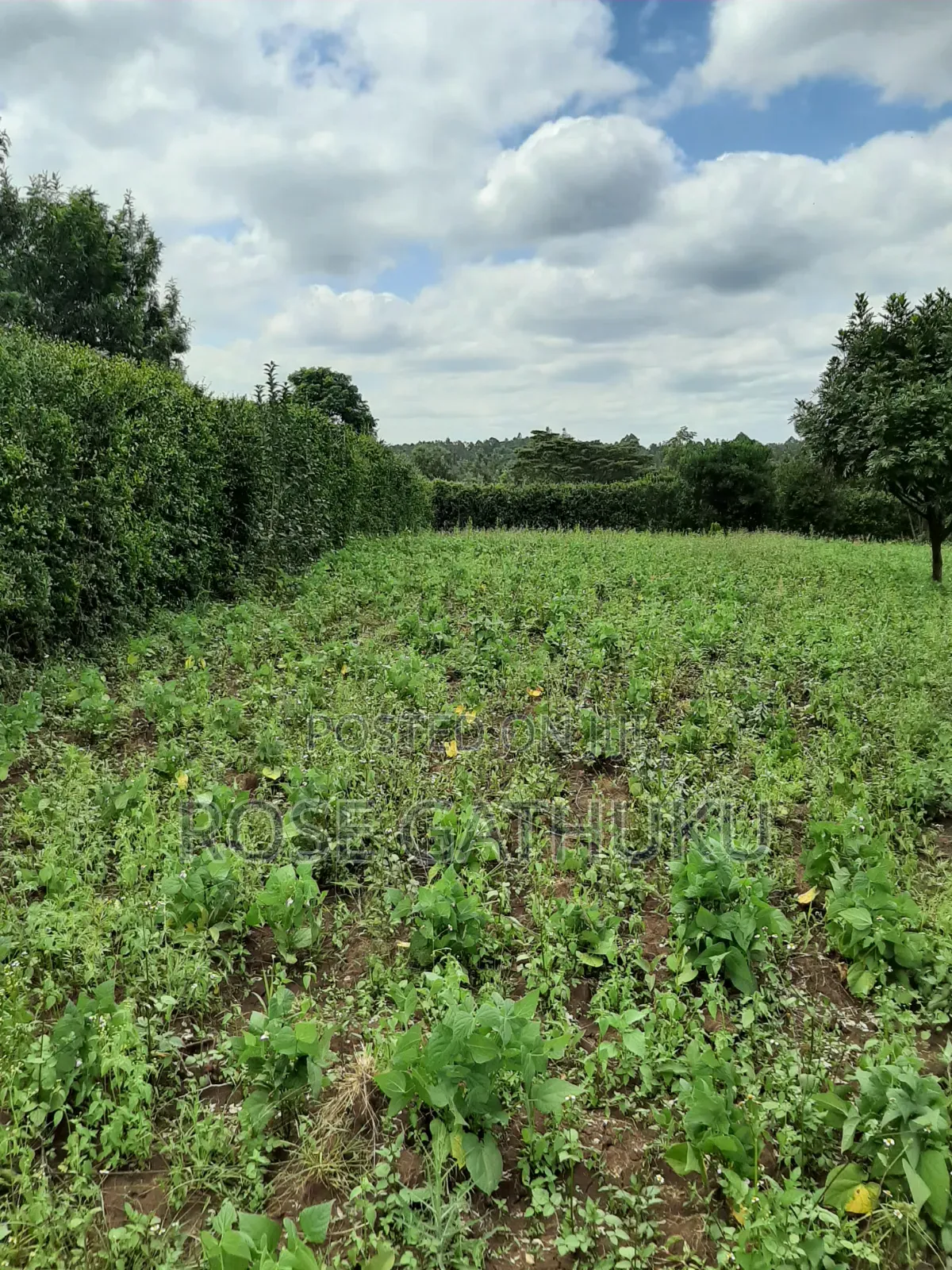 Oloolua Land Ngong