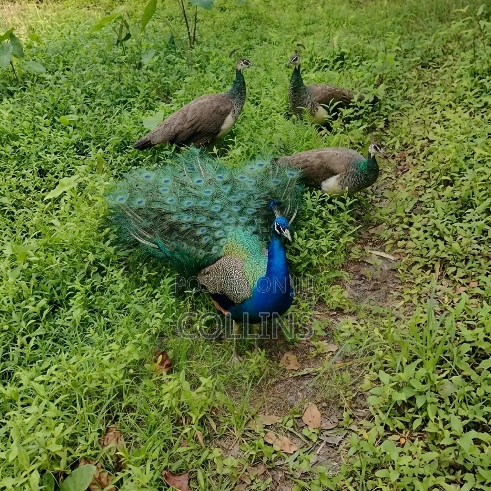 Peacock Breeding Pairs Available for Sale. Worthwhile Investment.