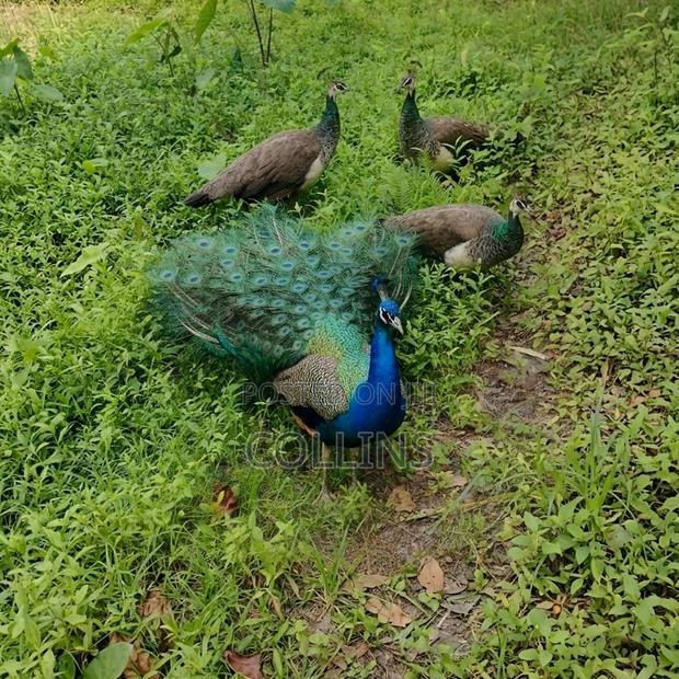 Peacock Breeding Pairs Available for Sale. Worthwhile Investment. - thumbnail 2