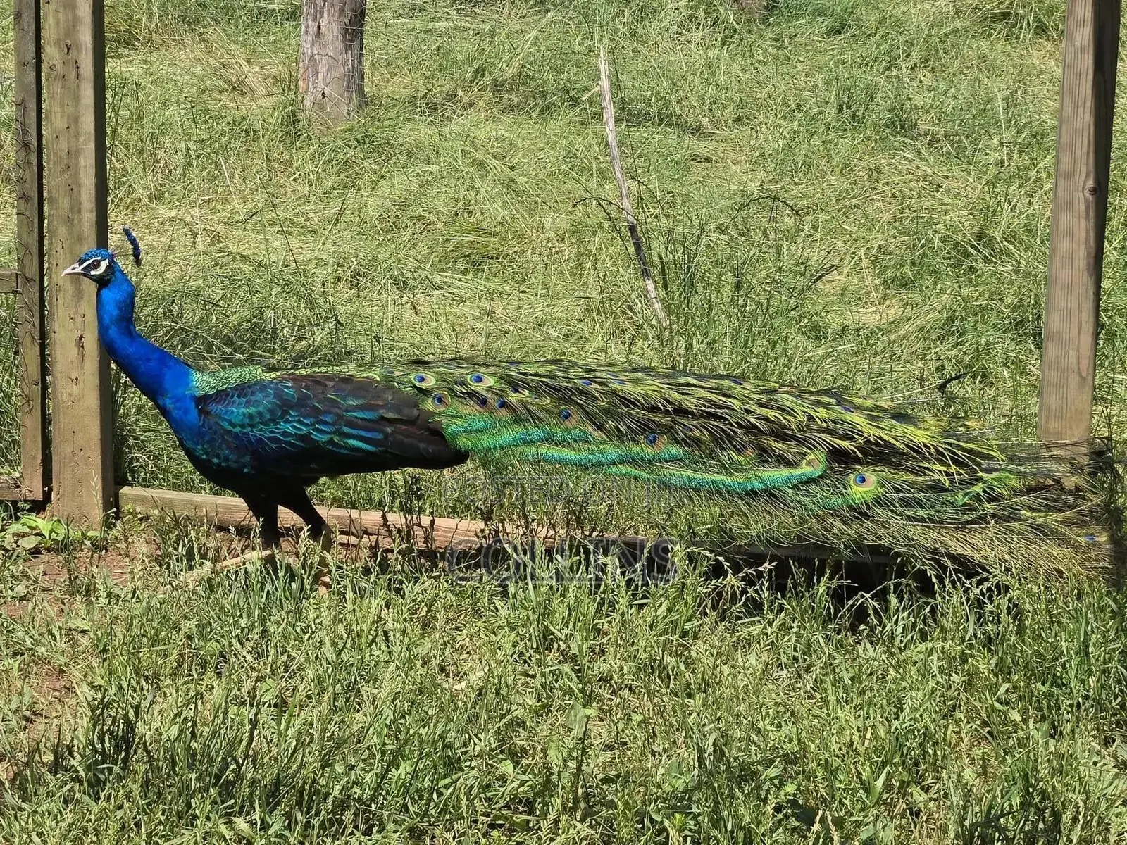 Peacock Breeding Pairs Available for Sale. Worthwhile Investment.
