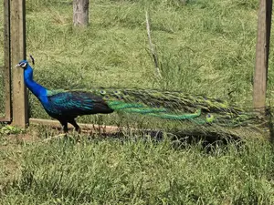 Peacock Breeding Pairs Available for Sale. Worthwhile Investment.